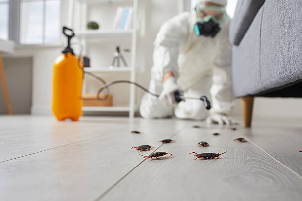 Commercial Kitchen Cockroach Control in Brooklyn